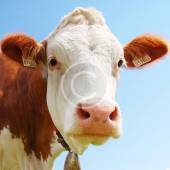 Top Tips for Cattle Health