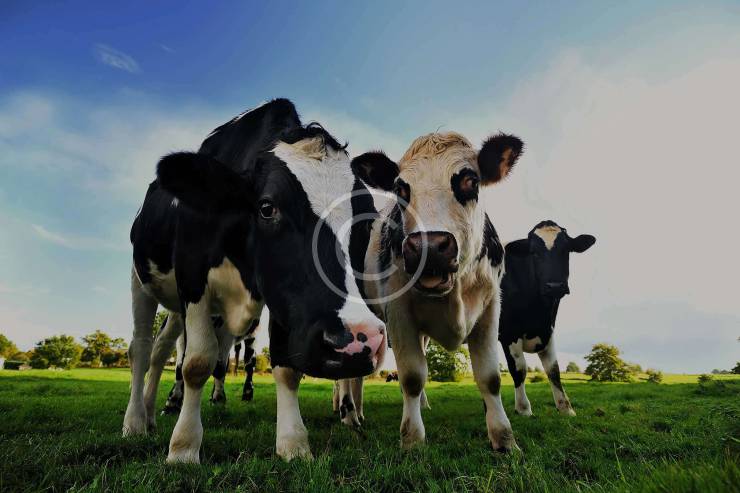 12 Tips for Handling Cattle Easily