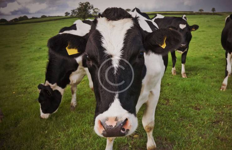 Technology Improves Cattle Breeding